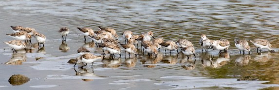 Western Sandpipers on their way back north (R. Ehler 3/27/16)