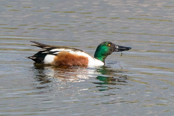 Male Northern Shoveler (Ray Juncosa 2-28-16)