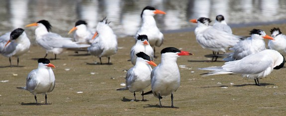 Royal Terns, a few Elegants and a single Caspian (R. Ehler 3/27/16)