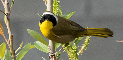 Common Yellowthroat (Chuck Bragg 2-28-16)