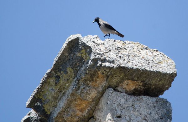 1280px-Corvus_cornix_-_Hooded_Crow_-_Leş_kargası_02