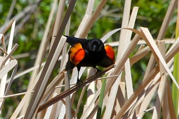 Male Red-winged Blackbird at Century Lake displays his epaulets (J. Waterman 4-2-16)
