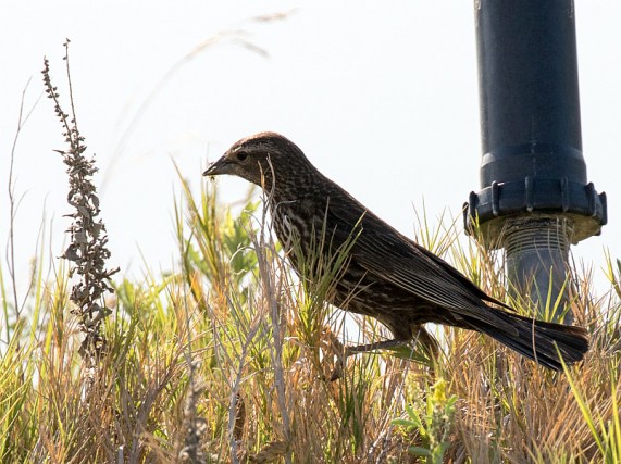 Many people mistake the female Red-winged Blackbird for a sparrow (R. Ehler 4/24/16)