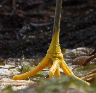 If you don't know what this is, come birding with us (J. Waterman 4/24/16)