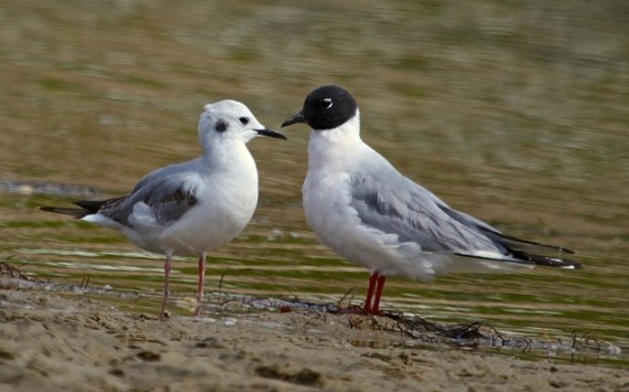 Bonaparte's Gull - basic & alternate plumages (J. Waterman 4/24/16)