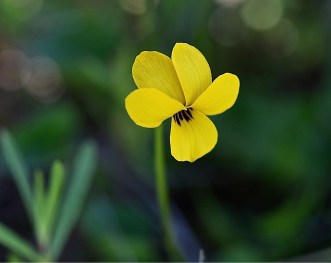 Johnny Jump-up (D. Waterman 4-2-16)