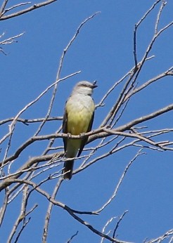 Western Kingbird (J. Waterman 4-2-16)