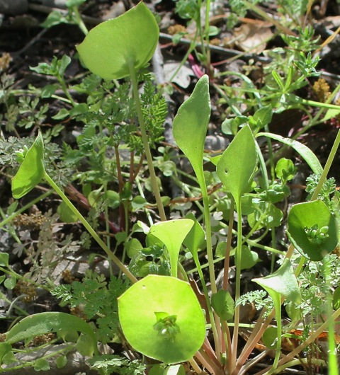 Miner's Lettuce - delicious! (J. Waterman 4-2-16)