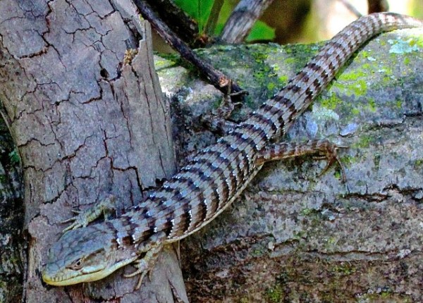 Alligator Lizard [prob. Southern] (J. Waterman 4-2-16)