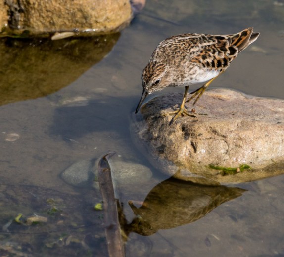 Least Sandpiper, like Narcissus, admires his reflection (C. Bragg 4/24/16)