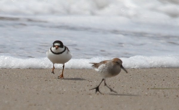 Somehow the semipalmated foot moved from the Semipalmated Plover to the Western Sandpiper (J. Waterman 4/24/16)