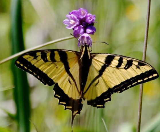 Western Swallow half-a-tail on Blue Dick (J. Waterman 4-2-16)