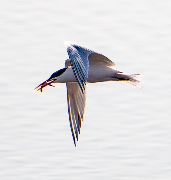 Lucky tern, unlucky fish (R. Juncosa 4/24/16)