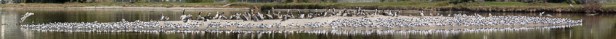 Thirteen photos were stitched together to make this panorama of Elegant Terns (C. Bragg 4/24/16)