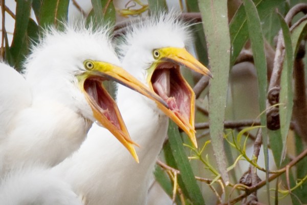 Ardea_alba_chicks,_Morro_Bay_Heron_Rookery_-_by_Mike_Baird.jpg