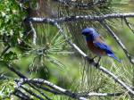 Bluebird W_Read Howarth_Pinos_061116