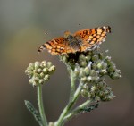 butterfly_G Murayama_Pinos_61116_CrR1024