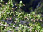 Current prob Was Ribes cereum_Read Howarth_Pinos_061116