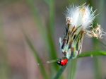 Dandelion Agoseris sp  + ladybug_Read Howarth_Pinos_061116