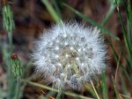 Dandelion Agoseris use_Read Howarth_Pinos_061116_R1024
