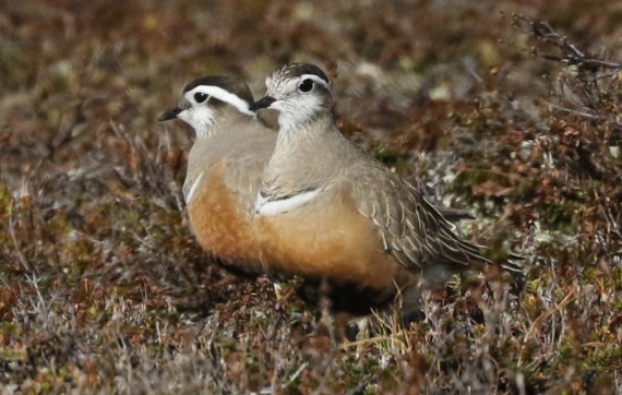 Eurasian Dotteral female & male, sexual dimorphism reversed (Killan Mullarney Kaunispaa, Norway 5-27-16)