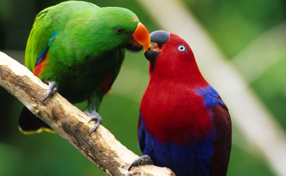 Eclectus Parrot pair, sexual dimorphism reversal (Papagoi Keskus, Erispapagoi)