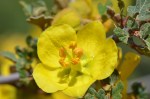 Fremontodendron californicum, Cal Fremontia_Larry Loeher_Pinos_R1024