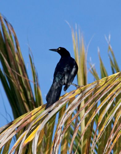 Great-tailed_Grackle_2_(4356391472).jpg