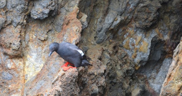 Pigeon Guillemot (G. Murayama 6-14-16)
