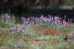 Lupines + paintbrush_Read Howarth_Pinos_061116_R1024