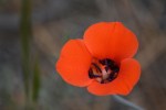 Orange Mariposa Lily Calochortus kennedyi M Lily_G Murayama_Pinos_61116_R1024