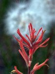 Paintbrush prob long leaf Castilleja subinclusa _Read Howarth_Pinos_061116_R1024