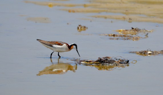 Female Wilson's Phalarope (G. Murayama June 6, 2016)