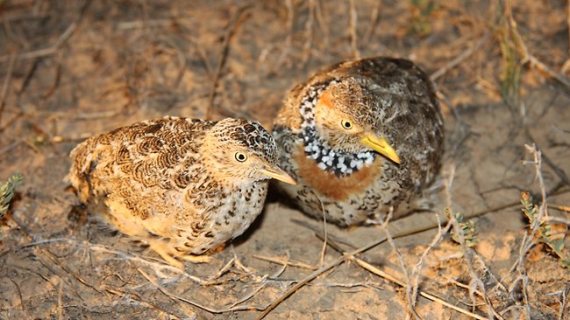 Plains-Wanderer pair male & female, sexual dimorphism reversal (David Baker-Gabb, in Melbourne Herald Sun Nov 16, 2012)