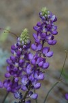 Purple lupine 2_G Murayama_Pinos_61116_R1024