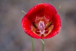 Red Mariposa Lily Calochortus venustus M Lily_G Murayama_Pinos_61116_R1024