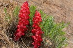 Snow Plant Sarcodes sanguinea _G Murayama_Pinos_61116_R1024