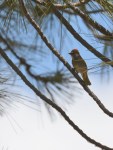 Towhee GT_Read Howarth_Pinos_061116