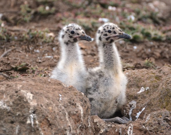 Chick pair (G. Murayama 6-14-16)