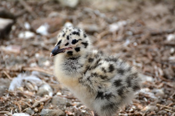 Western Gull cryptic chick (G. Murayama 6-14-16)