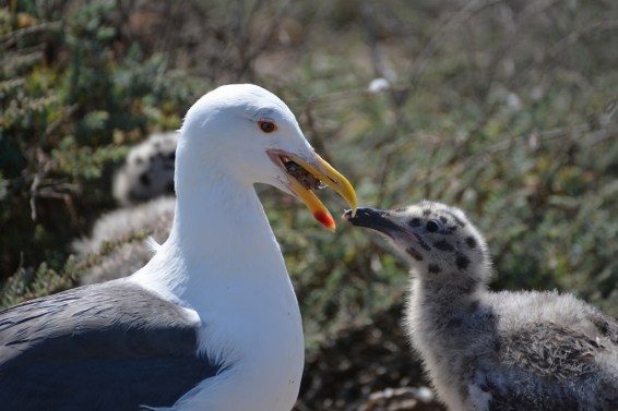 Up comes lunch (G. Murayama 6-14-16)