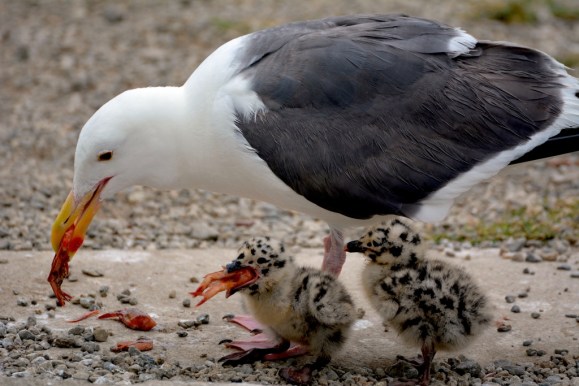 Western Gull feeding chicks (G. Murayama 6-14-16)