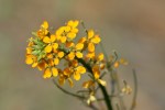 Wallflower Erysimum sp_Read Howarth_Pinos_061116_R1024