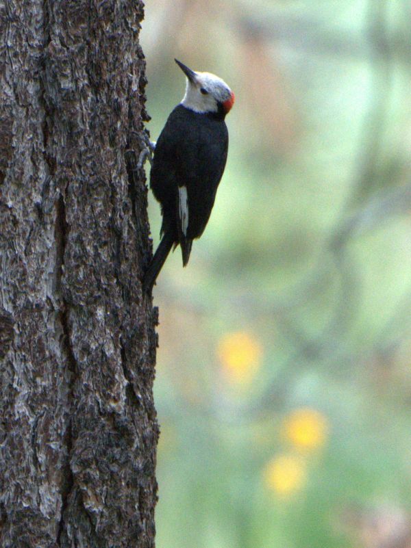 Male White-headed Woodpecker likes high altitudes (Read Howarth 6-11-16)