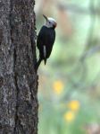 Woodpecker WH 2_Read Howarth_Pinos_061116_R1024