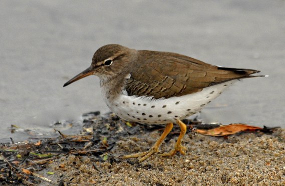 Spotted Sandpiper, still spotted, Malibu Lagoon, CA (Jim Kenney 11-23-06)