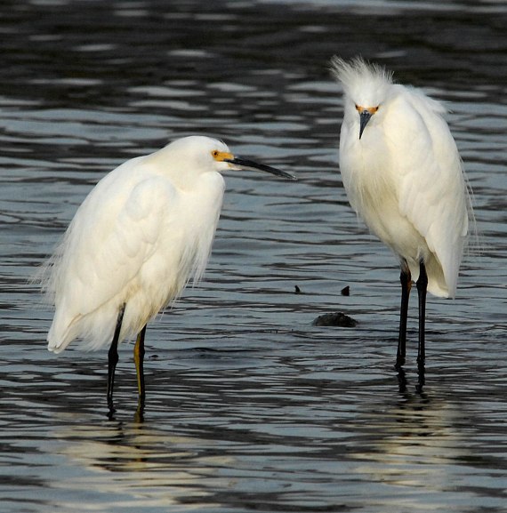 Snowy Egrets, sexually monomorphic (Jim Kenney, Malibu Lagoon, CA Nov 2006