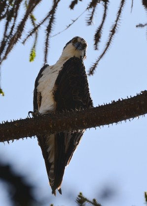 The glare of the Osprey (G. Murayama 7-24-16)