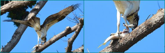 Osprey & fish, a closeup (G. Murayama 7-24-16)