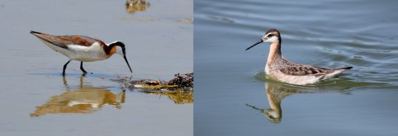 Wilson's Phalarope, female left male right (Grace Murayama Malibu Lagoon Ca 6-8-16; Jason Crotty Redwood City May 2012)